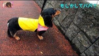 【パパが恋しい…♡】尻尾フリフリ♪カッパ着て散歩【鼻ちゃん日記】#664