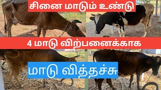 4 மாடு விற்பனைக்காக.சினை மாடும் உண்டு#radhakrishnanfarms #cow