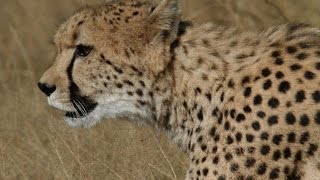 Cheetah: Death at a sprint | Africa’s Deadliest