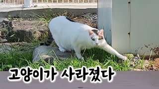 마당에 처음 나온 고양이가 사라졌다. 잘못된 판단이 불러온 시련!