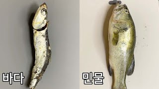 바다 물고기와 민물고기는 내부가 다를까??