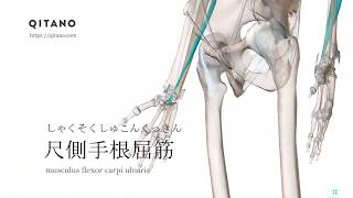 尺側手根屈筋の解剖学図｜musculus flexor carpi ulnaris｜筋肉辞典#15