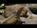 the philippines sailfin dragon lizards are amazing creatures