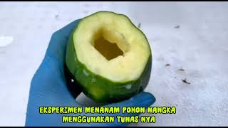 eksperimen menanam pohon nangka menggunakan tunas nya