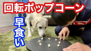 回転ポップコーン 早食い選手権(犬vs人間)ラブラドールレトリバー Fight dogs! Championship to eat spinning popcorn Retriever