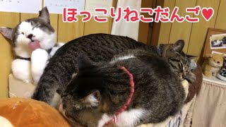 朝からほっこりかわいいねこだんご♡