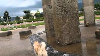 花園中央公園の噴水