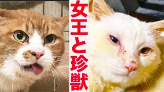 心を閉ざした女王猫、猫型珍獣と出会う The Queen-cat had met the jewel-beast.