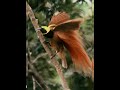 Raggiana bird-of-paradise #shorts