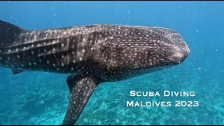 Scuba Diving the Maldives 2023 - Emperor Explorer