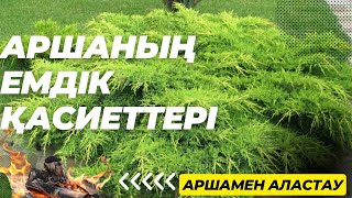 Арша. АРШАМЕН АЛАСТАУ. АРШАНЫҢ ЕМДІК ҚАСИЕТТЕРІ