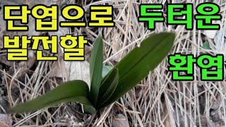 한국춘란 산행/ 단엽으로 발전할 잎이 두터운 환엽산채/ 예쁜 보춘화를 보여드림니다