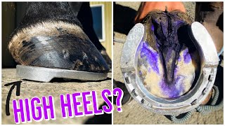 HORSESHOEING for NAVICULAR Disease and THRUSH // HIGH HEELS???