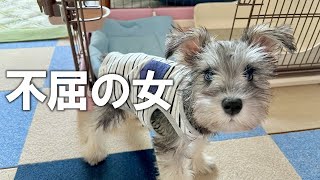 【不屈の女】家慣れして本領発揮してきた妹犬ぷりん♪【ミニチュアシュナウザー子犬】