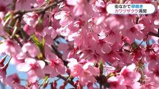 鹿児島市の街なかで早咲きの“カワヅザクラ\