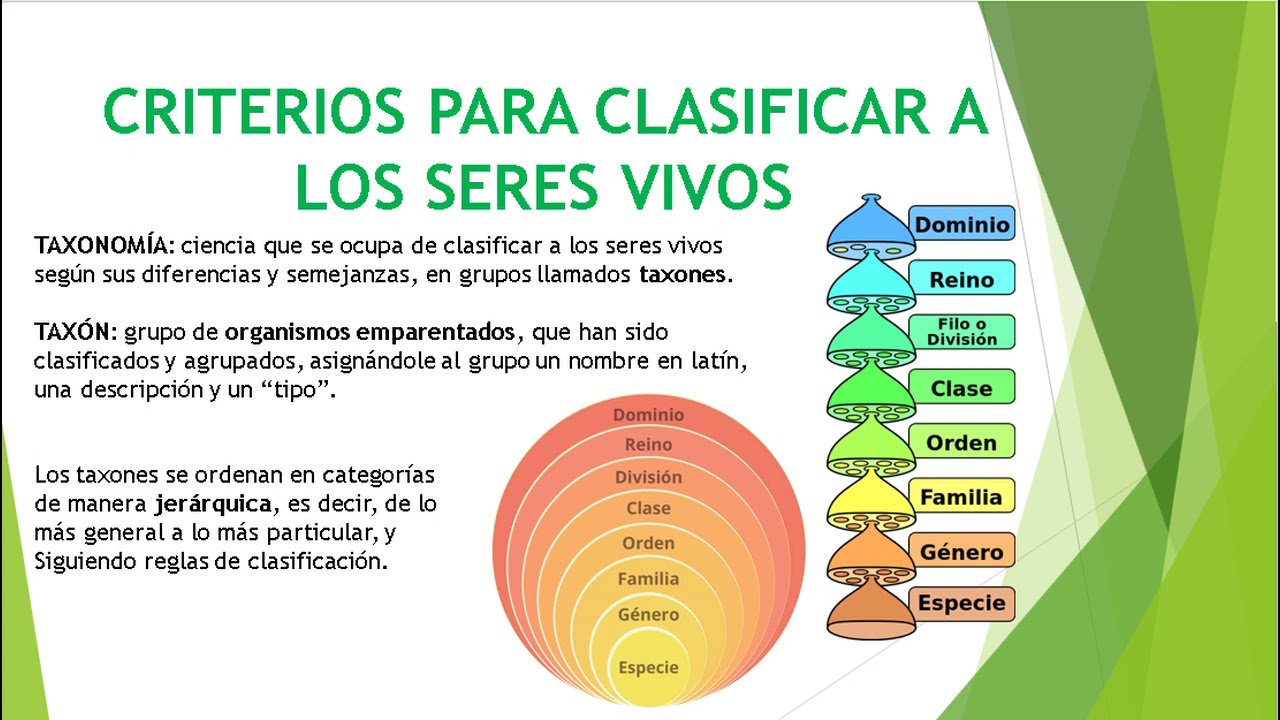 Clasificacion De Los Seres Vivos Clasificacion De Los Clasificacion De