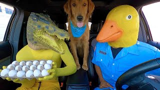 Rubber Ducky Surprises Puppy & Crocodile with Car Ride Chase!