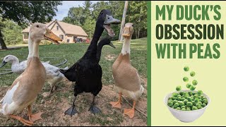 Indian Runner Ducks Excited for Treats – PEAS!