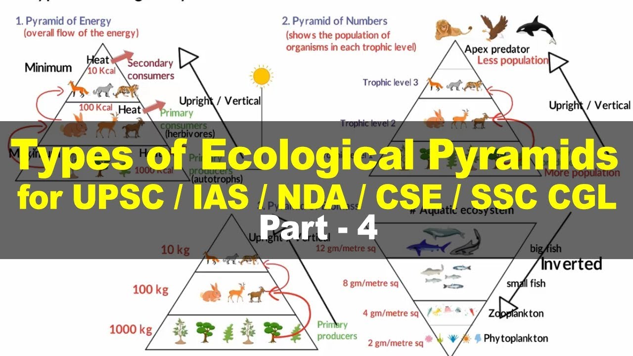 Types Of Ecological Pyramids - Energy, Biomass, Numbers | Environment ...