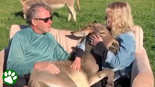 Donkey Loves Sitting In Lap While Being Serenaded
