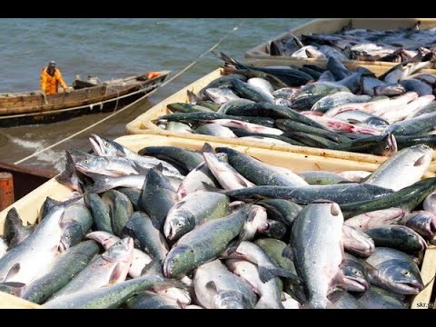 What is fishery and its importance?