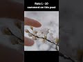 cherry blossom shorts flowers satisfying oddlysatisfying