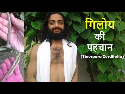 How do you identify tinospora cordifolia?