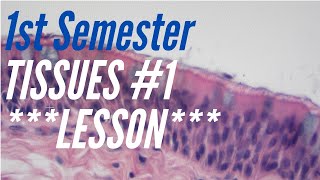 A&P Lesson: First Semester Lab #1, Tissues (Epithelium and Muscle), Major Organs, Microscope Parts