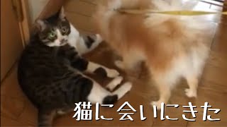 [Pomeranian dog] I met my parents' cat for the first time #Shorts