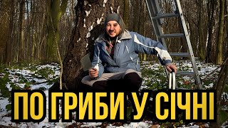 Цей Гриб Унікальний!!! Березовий Гриб Цілитель «ЧАГА»