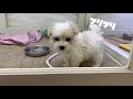 《子犬》生後２ヶ月のマルプーがお家にやってきた