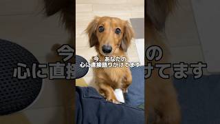 語りかけてくる犬が可愛すぎた#shorts