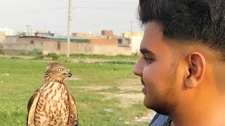 first day of training shikra in feild || how to train shikra to hunt wild birds#falconry #shikra