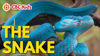 All About Snakes for Kids 🐍 | CBC Kids