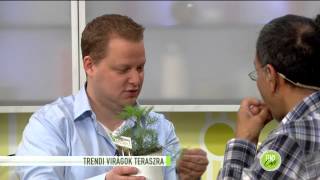 Ilyen trendi növényeket ültess idén a teraszodra! - 2015.04.09. - tv2.hu/fem3cafe