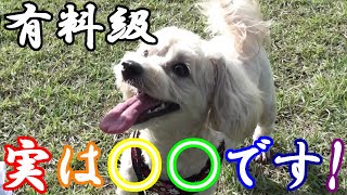 【マルプー】犬と氏家ゆうゆうパークへ行ったら・・・ #マルプー #マルプー成犬 #公園 #お出かけ #ドッグラン