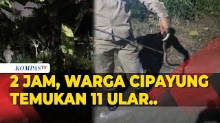 Warga Cipayung Temukan 11 Ular Usai Berburu 2 Jam: 3 Diantaranya Jenis Kobra