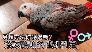 【精鵡瘋雲】【古往今來天下鳥事】這些方法你聽過嗎?!淺談鸚鵡的性別判定（ft.屈原之天下鳥事