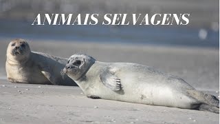 Foca em Imagens e Música para Dormir | Mamíferos #21