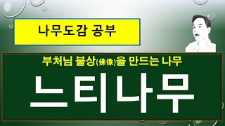 느티나무는 어떤 나무일까?