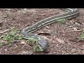 Australian Coastal Carpet Python (Morelia Spilota Mcdowelli)