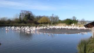 Greater flamingo courtship (whole flock)