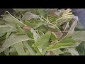 Ndenge ya Conservation ya Ndunda(Feuilles d amarente)//How to store your callaloo in the freezer