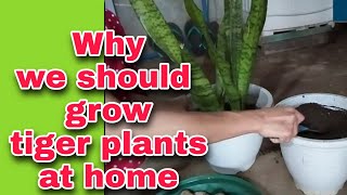 Why We Should Grow Tiger Plants at Home