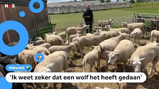 Schapenboer boos en verdrietig: 30 schapen doodgebeten