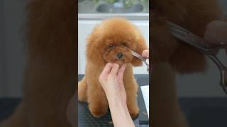 How to Grooming Toy Poodle Girl💗 /トイプードルの女の子らしいスタイル #shorts #doggrooming #asmr