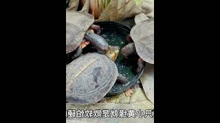 三只乌龟养了一年多，越来越聪明，能提前预知主人要喂食？ #009