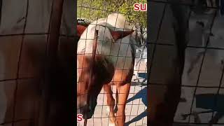 உலகத்தை காப்பாற்ற யாருமில்லை😄😄😍#rjenitamilvlogs#animals #funny