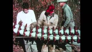 AEP Transmission: Legacy & Vision