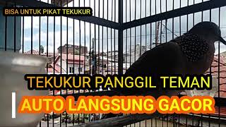 Dijamin Langsung Nayut dan Gacor Tekukur Ini Memanggil Teman